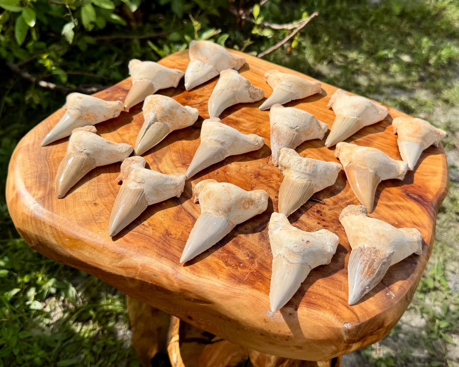 LARGE Shark Tooth Fossils, Natural Fossilized Shark Teeth – Choose Size & Amount
