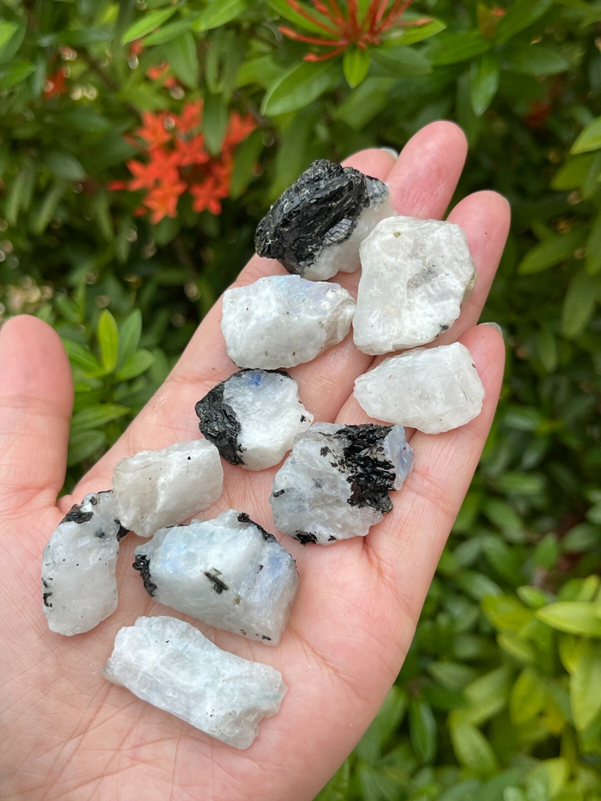 Grade A+ Small Rainbow Moonstone Natural Stone, 0.5″-1″ Raw Rainbow Moonstone.
