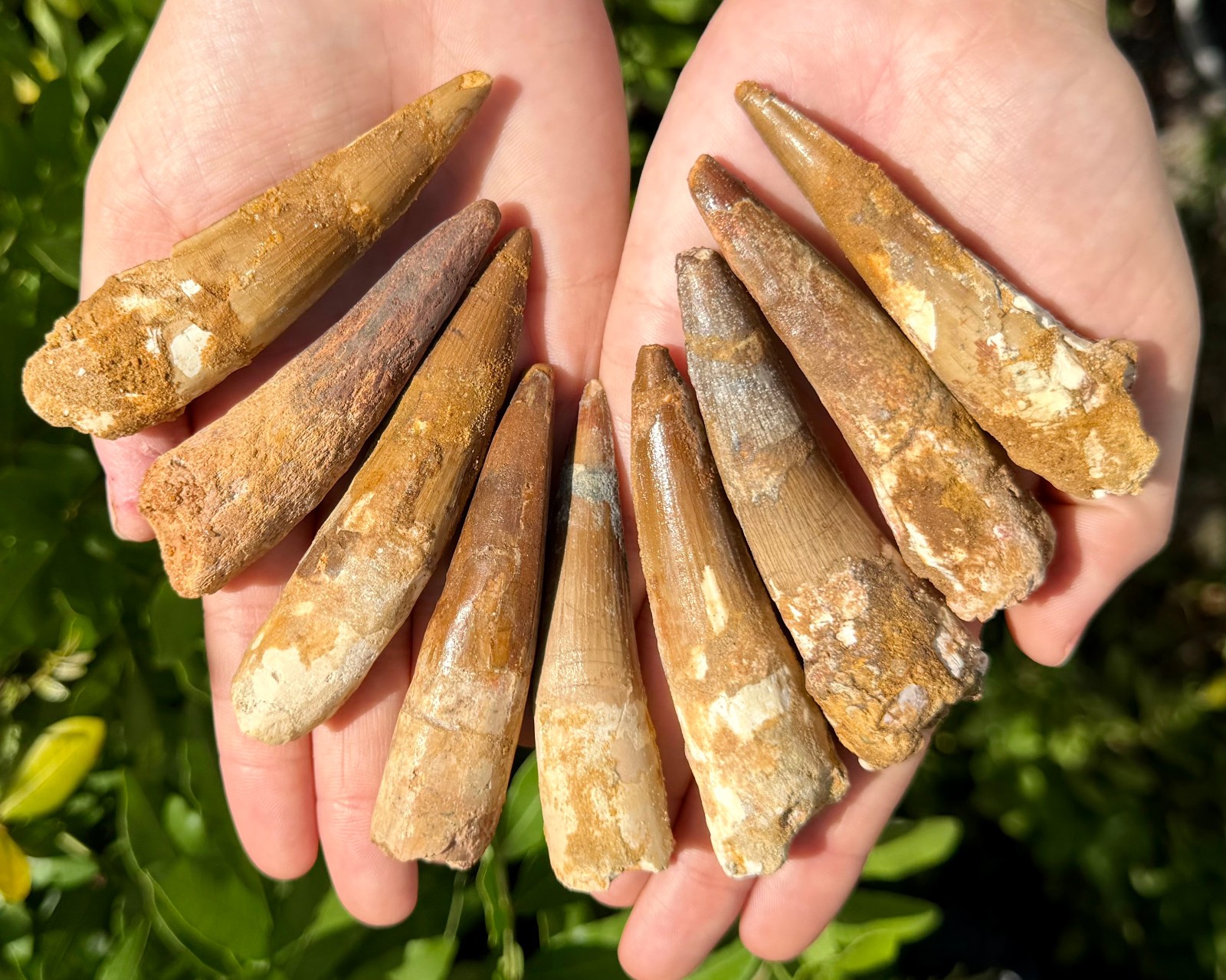 RARE Genuine Spinosaurus Dinosaur Tooth Fossils With Display Stand – Choose Size