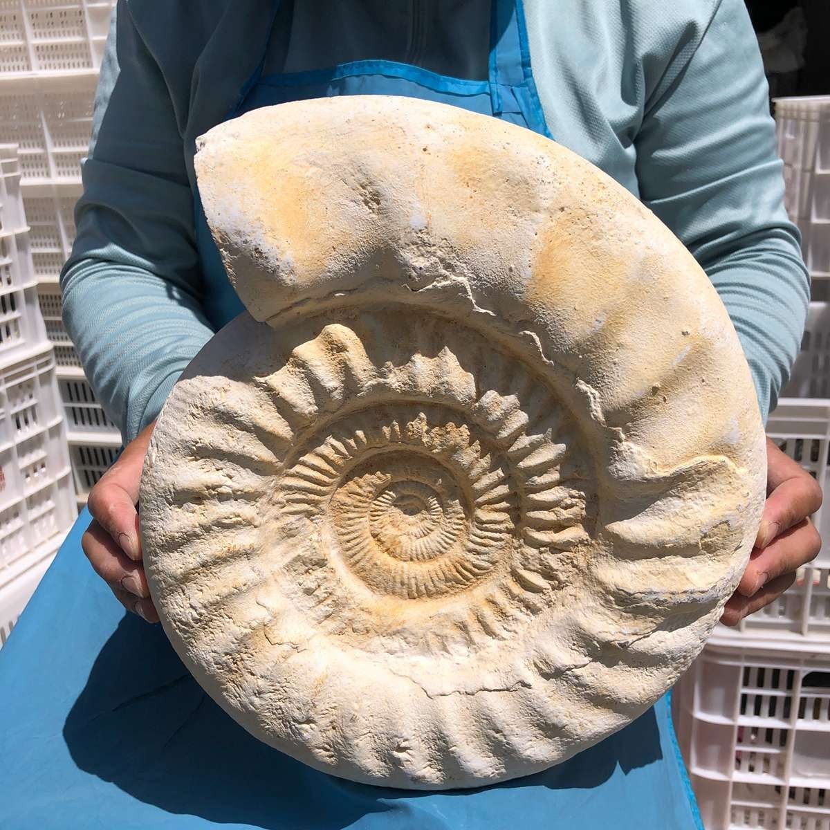 17.31LB Large Natural Beautiful Ammonite Fossil Conch Crystal Specimen Healing