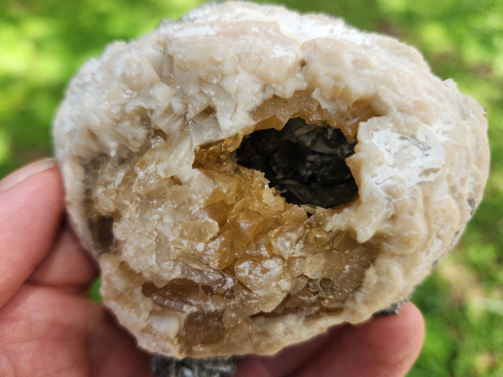 Calcite Crystal Clam Shell Fossil Rucks Pit Florida cut dogtooth clam honey UV