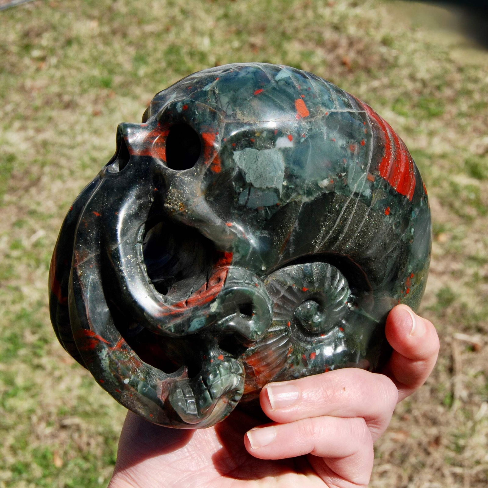 6in 4.2LB HUGE African Bloodstone Crystal Nautilus Octopus Skull