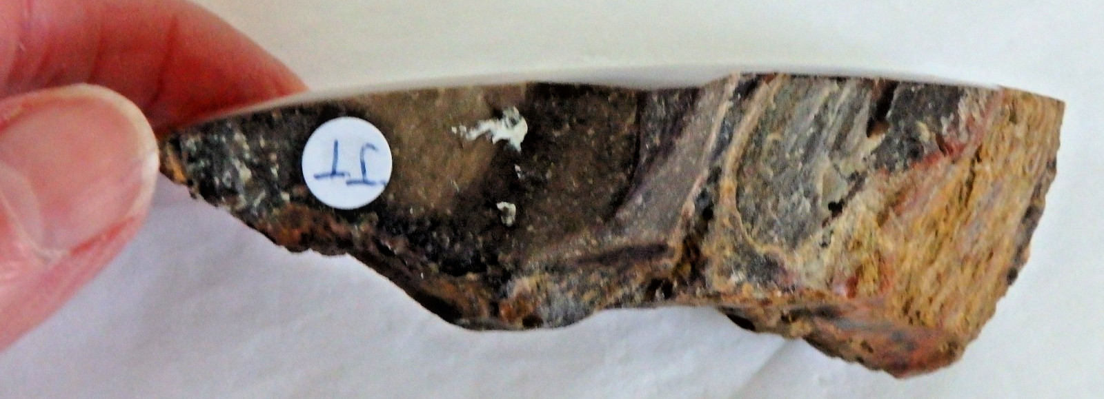 Fossil Petrified Wood 137.7 grams Polished top Raw bottom Old Stock