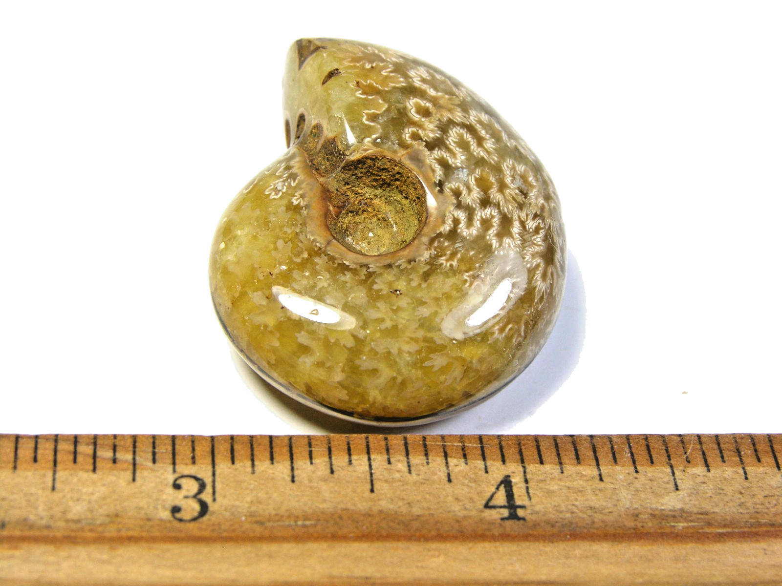 Ammonite fossil polished 1 1/2″ + showing suture lines Madagascar ms18
