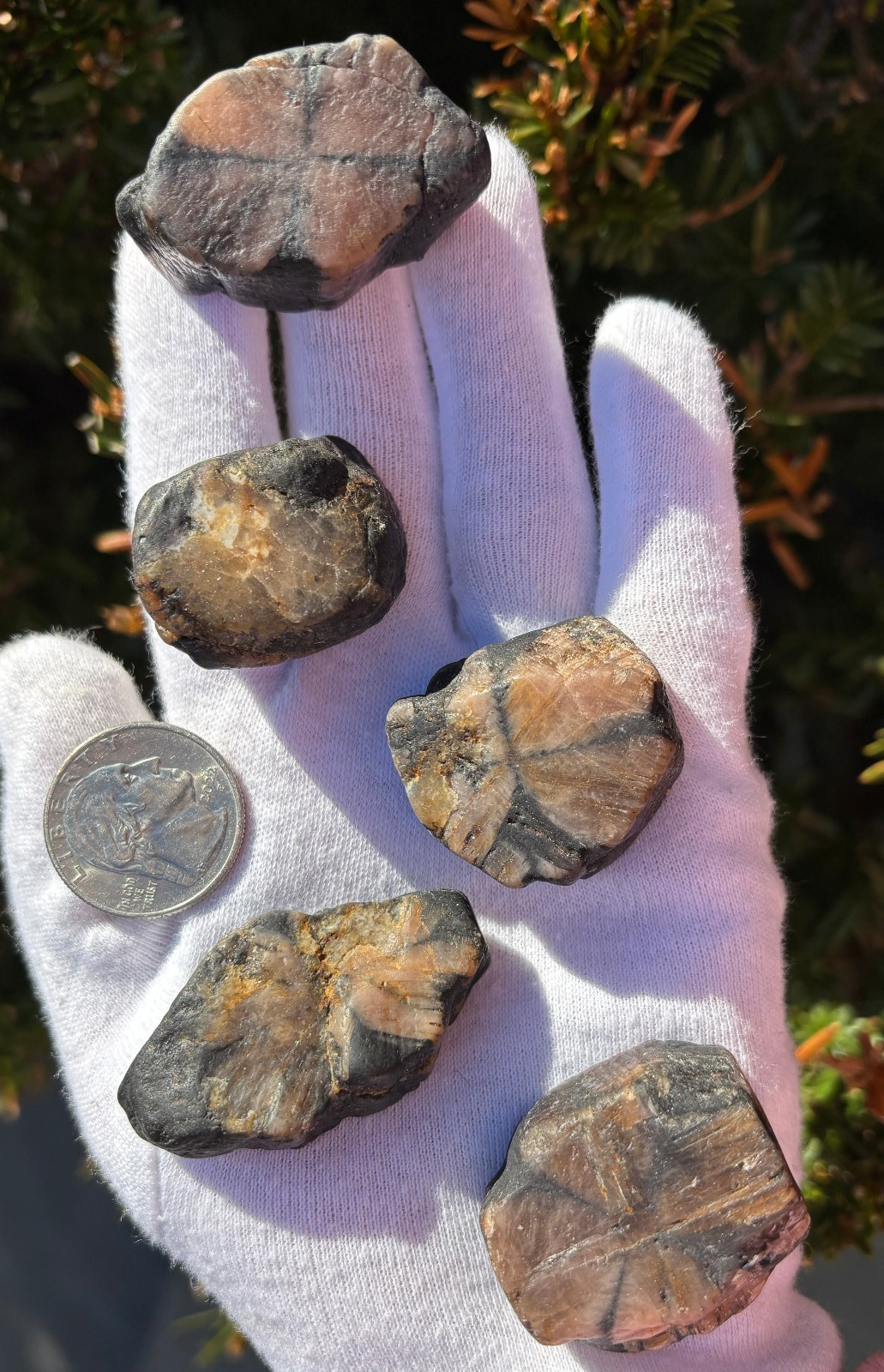 182g LOT THICK CUT CHIASTOLITE ANDALUSITE ROUGH LARGE-R SPECIMENS CROSS STONES