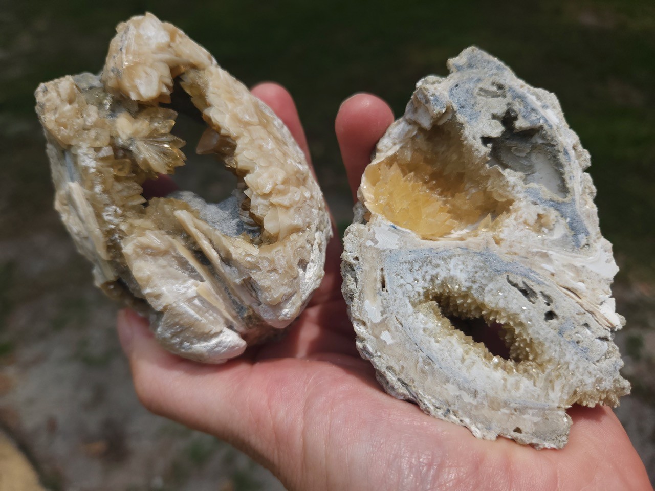 PAIR Calcite Crystal WHELK AND CLAM Shell Fossil Rucks Pit Florida dogtooth UV