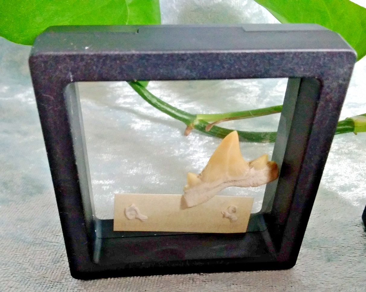Mackerel Shark Tooth ~ Cretolamna Maroccana, 70 MYO, Morroco ~ Display Blk (A)