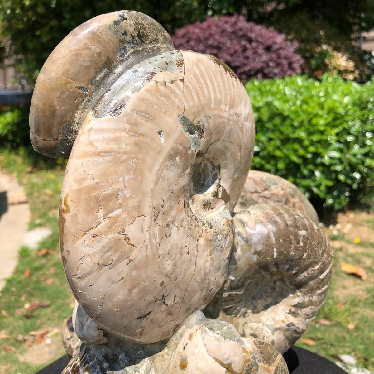 14.71LB Rarem Natural Tentacle Ammonite Fossil Specimen Shell Healing Madagas