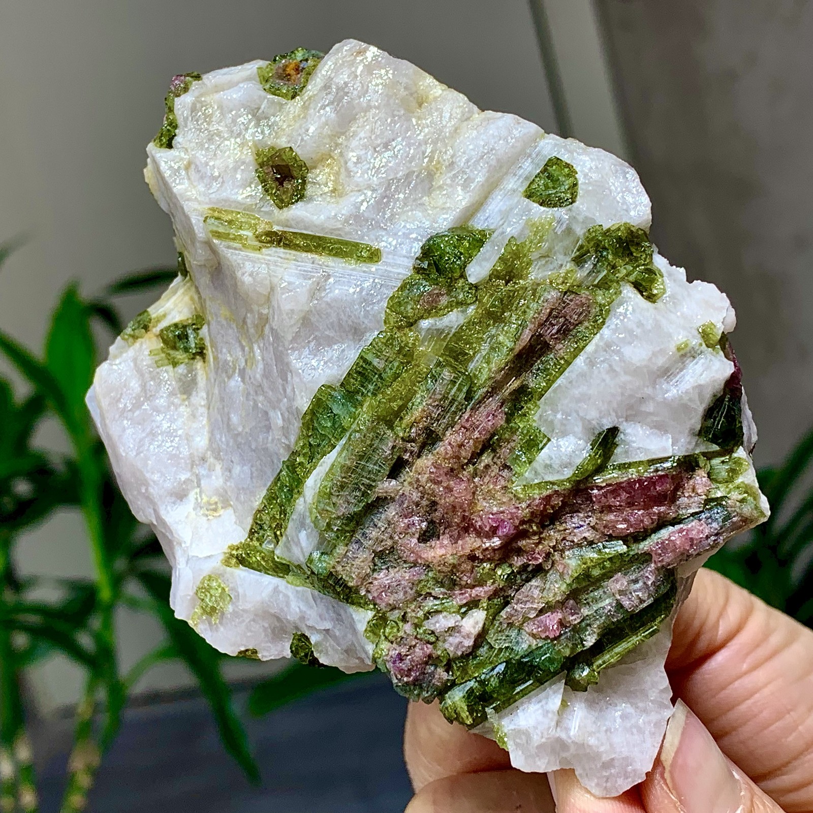 414G Natural Two tone watermelon tourmaline crystal cluster mineral specimen