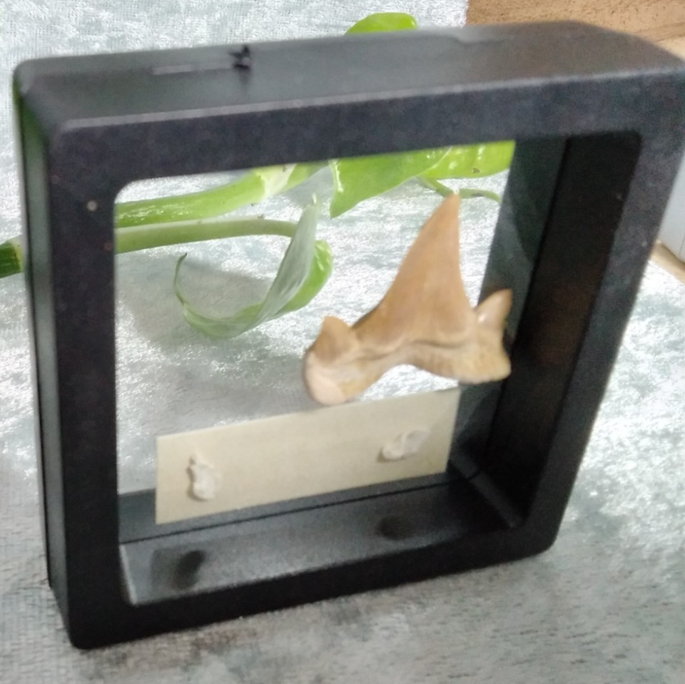 Mackerel Shark Tooth ~ Cretolamna Maroccana, 70 MYO, Morroco ~ Display Blk (B)