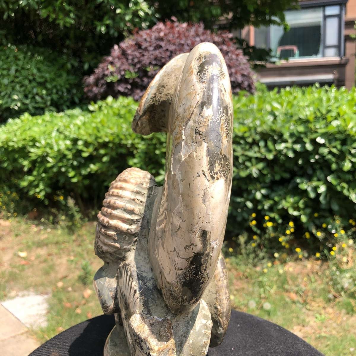 11.61LB Rarem Natural Tentacle Ammonite Fossil Specimen Shell Healing Madagas