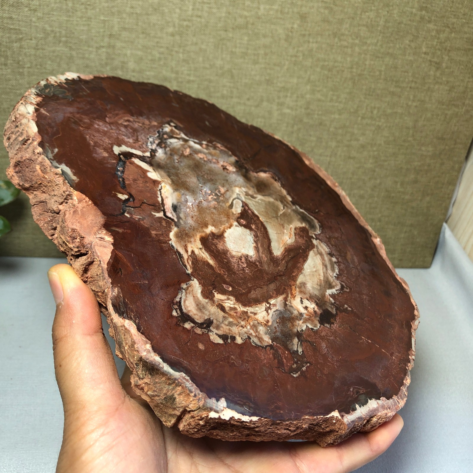 1.64kg natural Beautiful Petrified Wood Crystal mineral Slice Specimens g7687