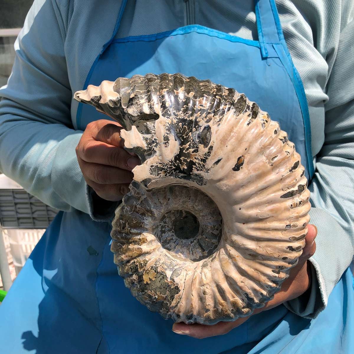 7.65LB Natural ammonite fossil conch Crystal specimen healing decor