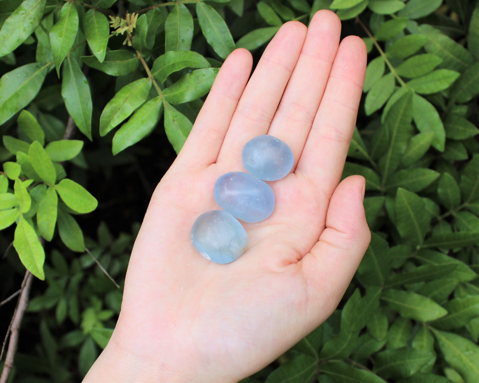 3 Medium Blue Celestite Tumbled Stones (Crystal Healing Rare Gemstone Celestine)