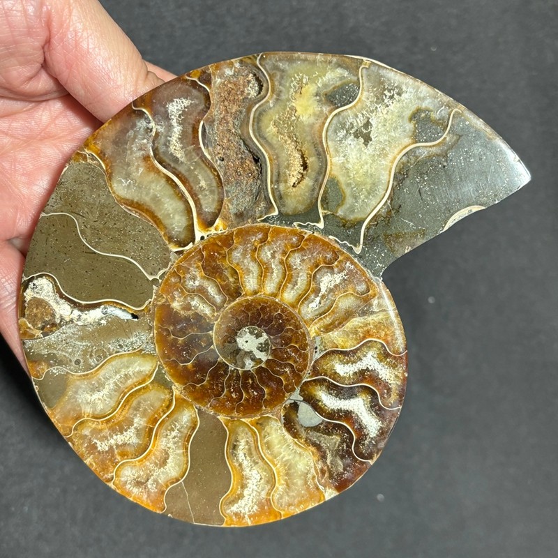 TOP Natural Ammonite Fossil Conch Crystal Specimen Healing Care A pair 200g+