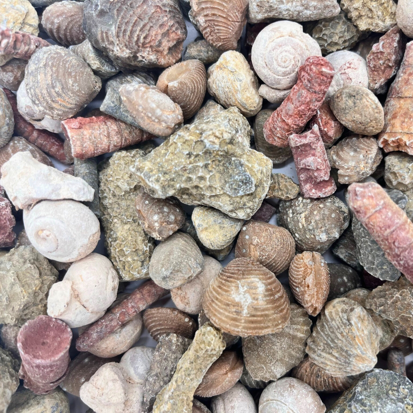 Fossil Mix | Genuine Fossils Morocco | Ammonites Crinoids Brachiopods Orthoceras
