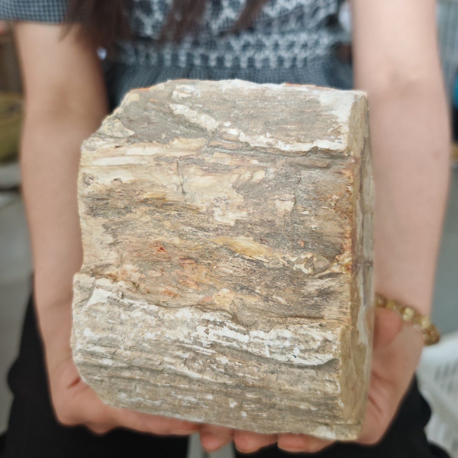 4.84LB Natural crystal Petrified Wood Segment Decoration healing gift