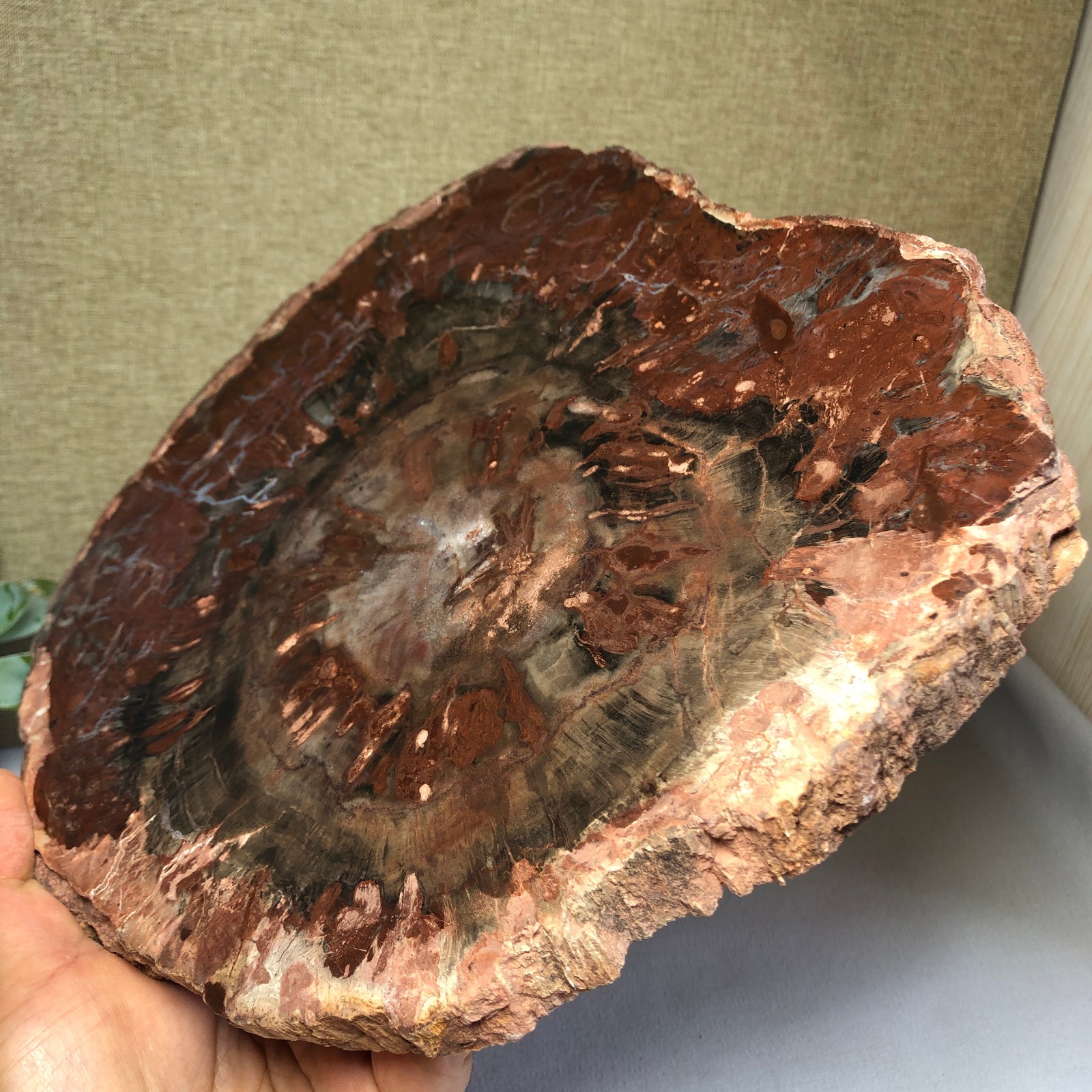 1.58kg natural Beautiful Petrified Wood Crystal mineral Slice Specimens g7689