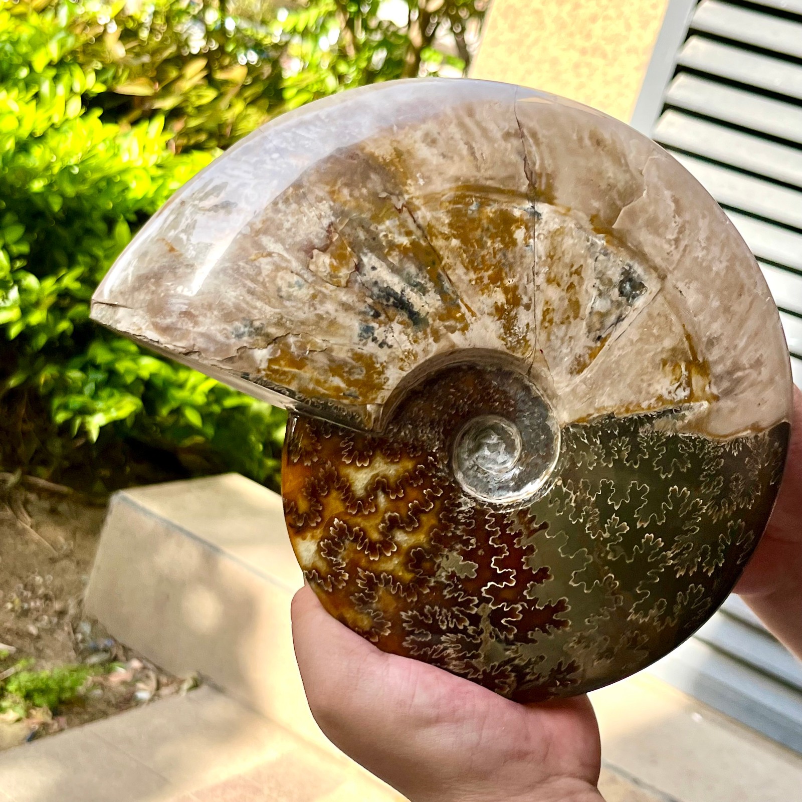 Polished Madagascar Ammonite Fossil Natural Gemstone Spiral Shell Decor 6.3 lb
