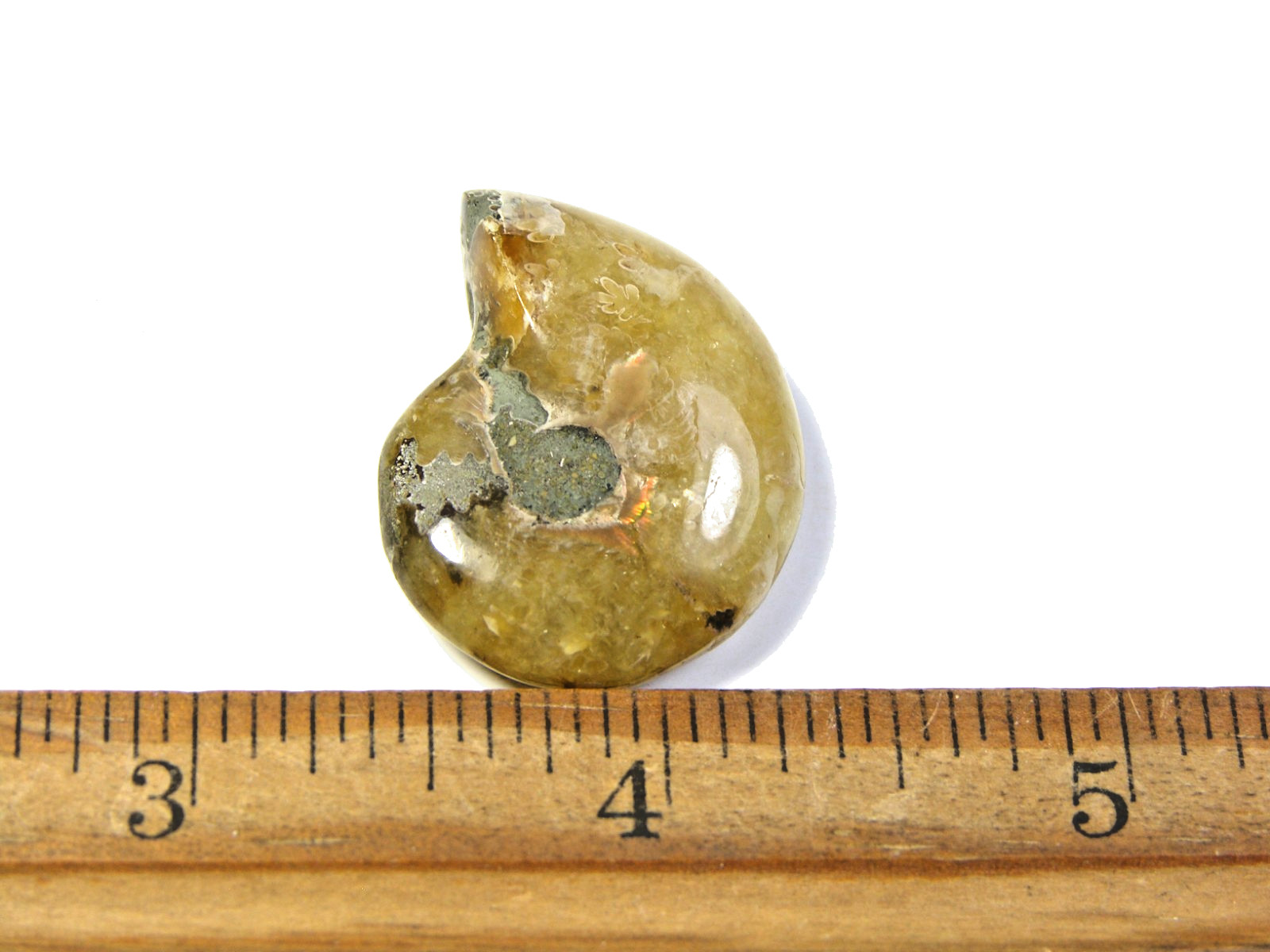 Ammonite fossil polished 1 1/2″ + showing suture &fire Madagascar ms26