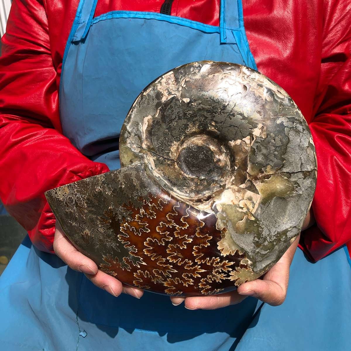 3.65LB AAA Natural Polished Ammonite Fossil with Suture Detail healing