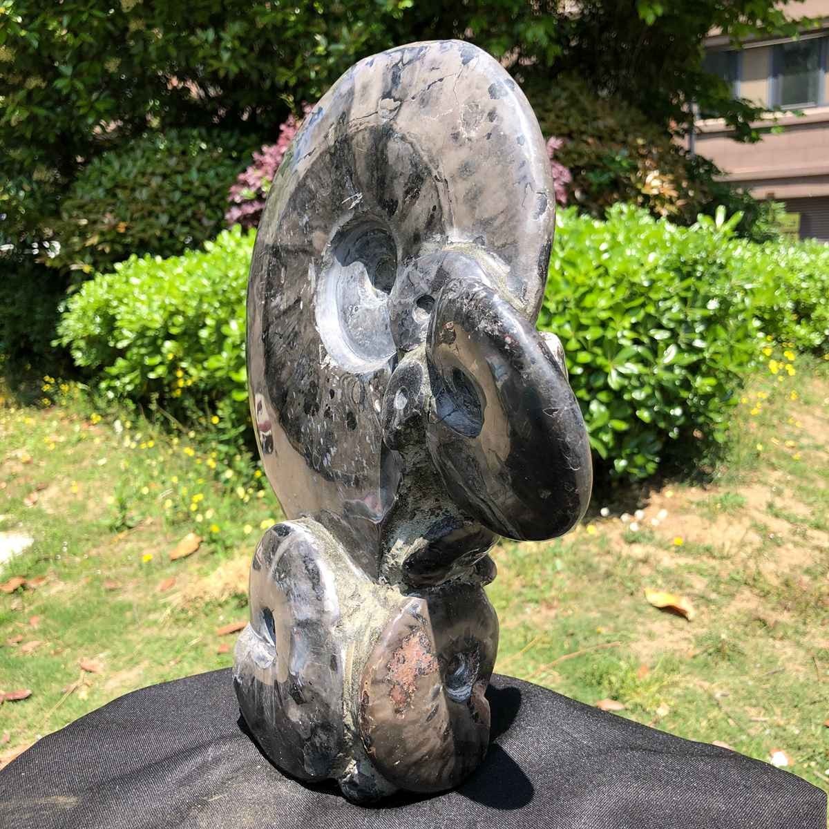 13.28LB Rarem Natural Tentacle Ammonite Fossil Specimen Shell Healing Madagas