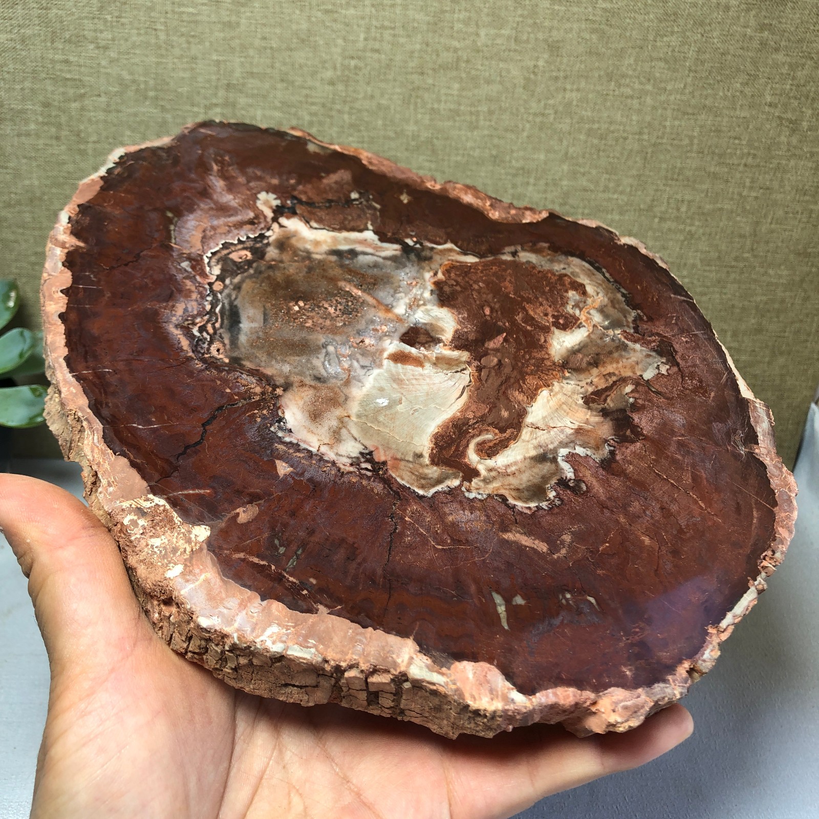 1.64kg natural Beautiful Petrified Wood Crystal mineral Slice Specimens g7687