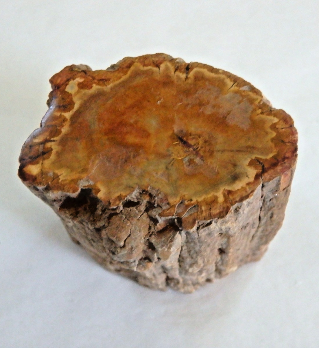 Crystal Petrified Wood Polished Top & Bottom 148.1gram