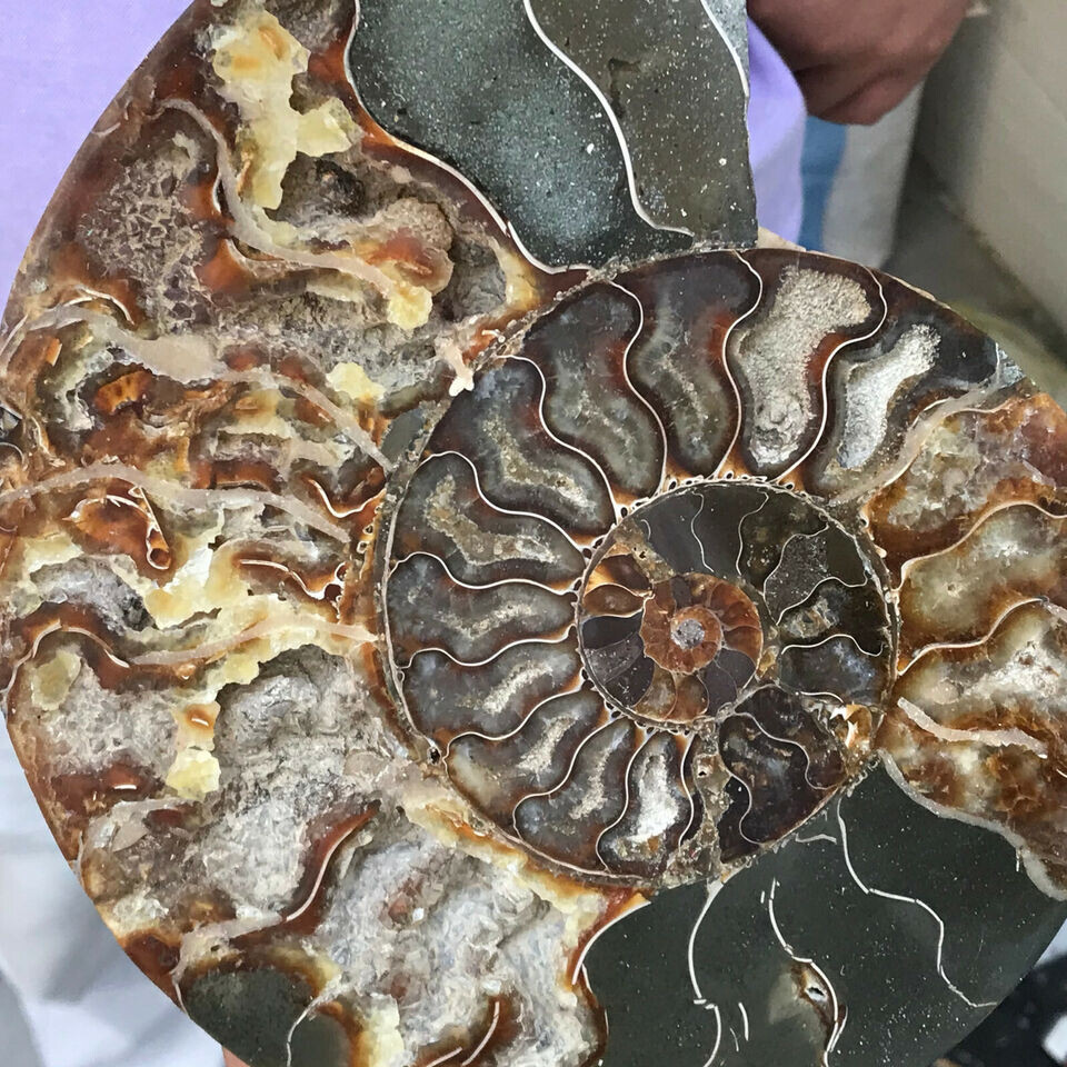 400g+ Natural Crystal ammonite fossil conch specimen healing Home decoration