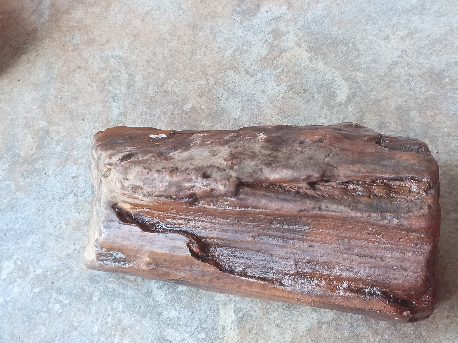 Petrified Wood Log Fossil 6 ” Yellow Creek Mississippi United States