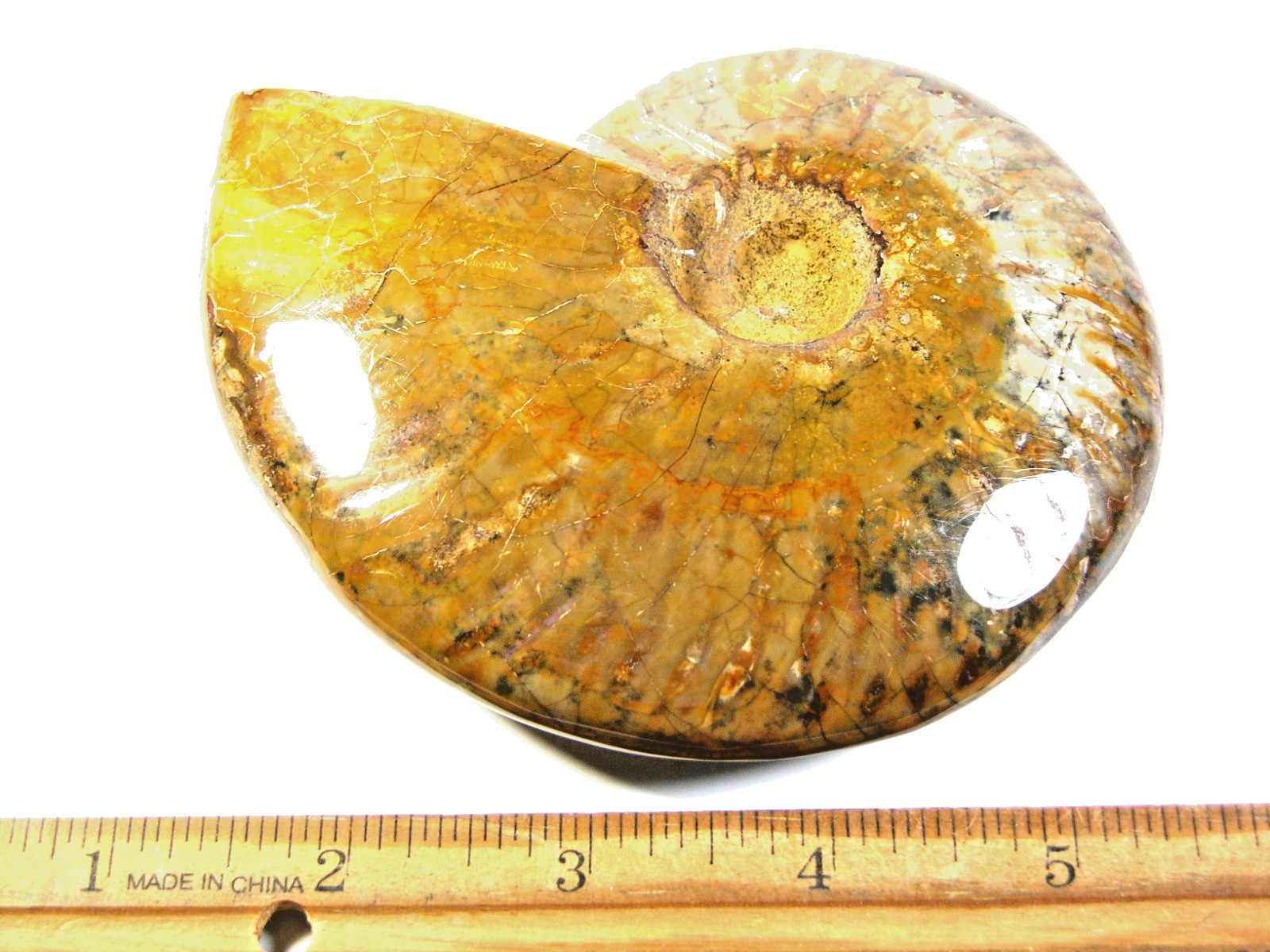 Ammonite fossil polished 5×4″ + showing suture &fire Madagascar ms57