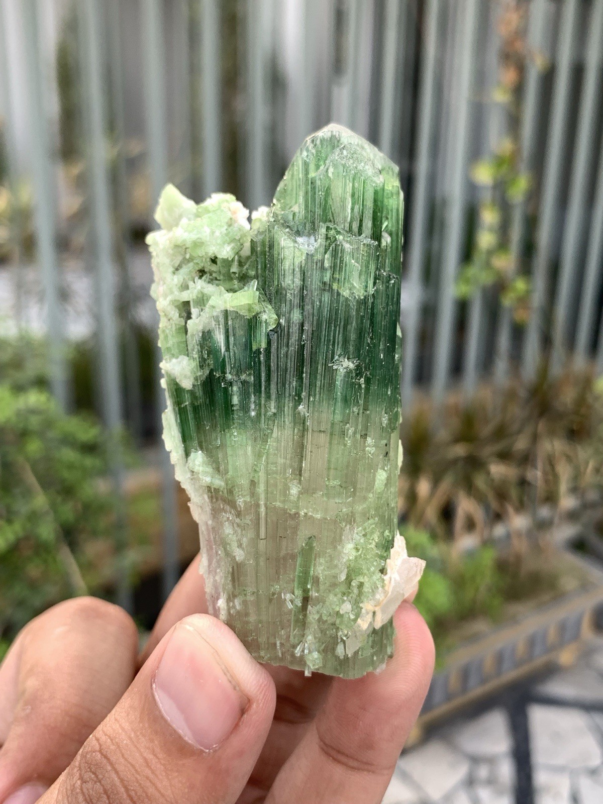 135 Gram Natural Complete Terminations Watermelon Tourmaline Crystal From Afgan