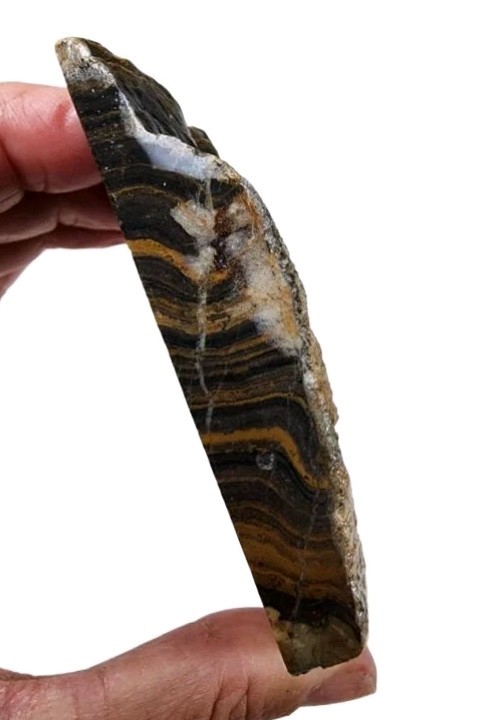 Stromatolite Faced Rough 100.7 grams Wyoming Great Display Lot