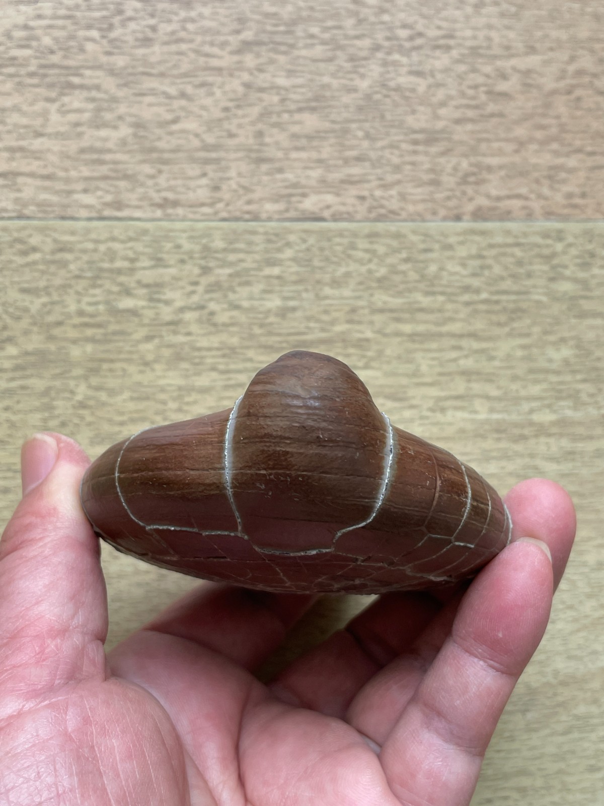 412g beautiful Natural tortoise back pattern stone Moire stone Landscape stone