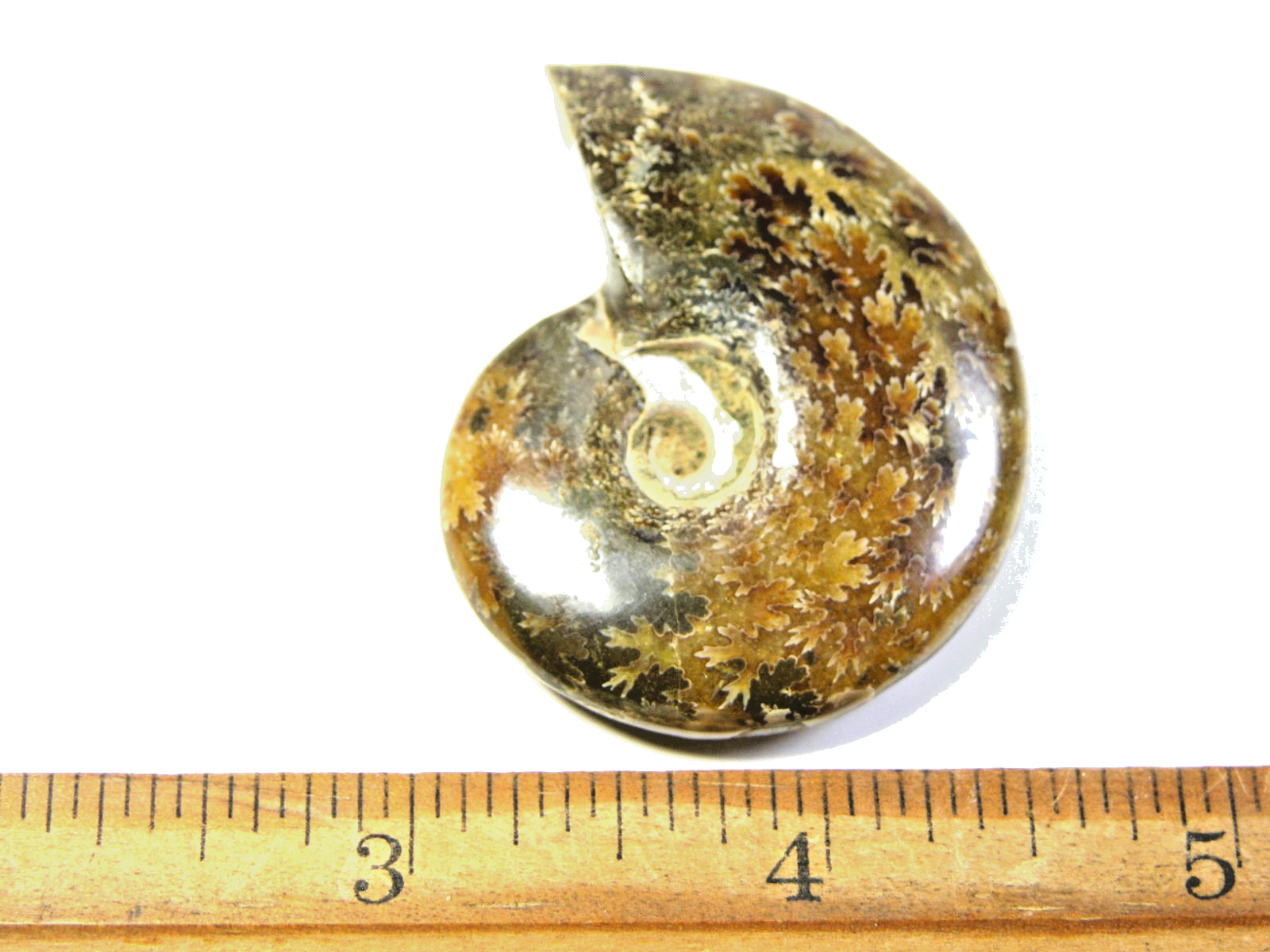 Ammonite fossil polished 1 1/2″ + showing suture &fire Madagascar ms30