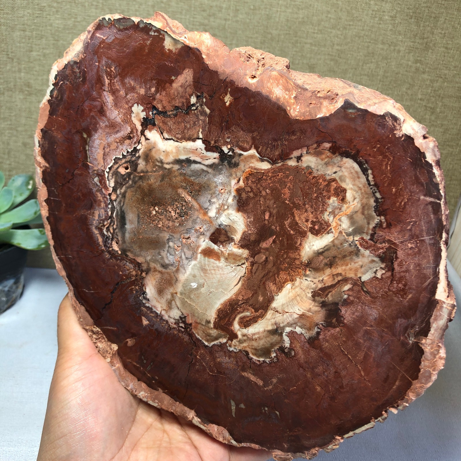 1.64kg natural Beautiful Petrified Wood Crystal mineral Slice Specimens g7687