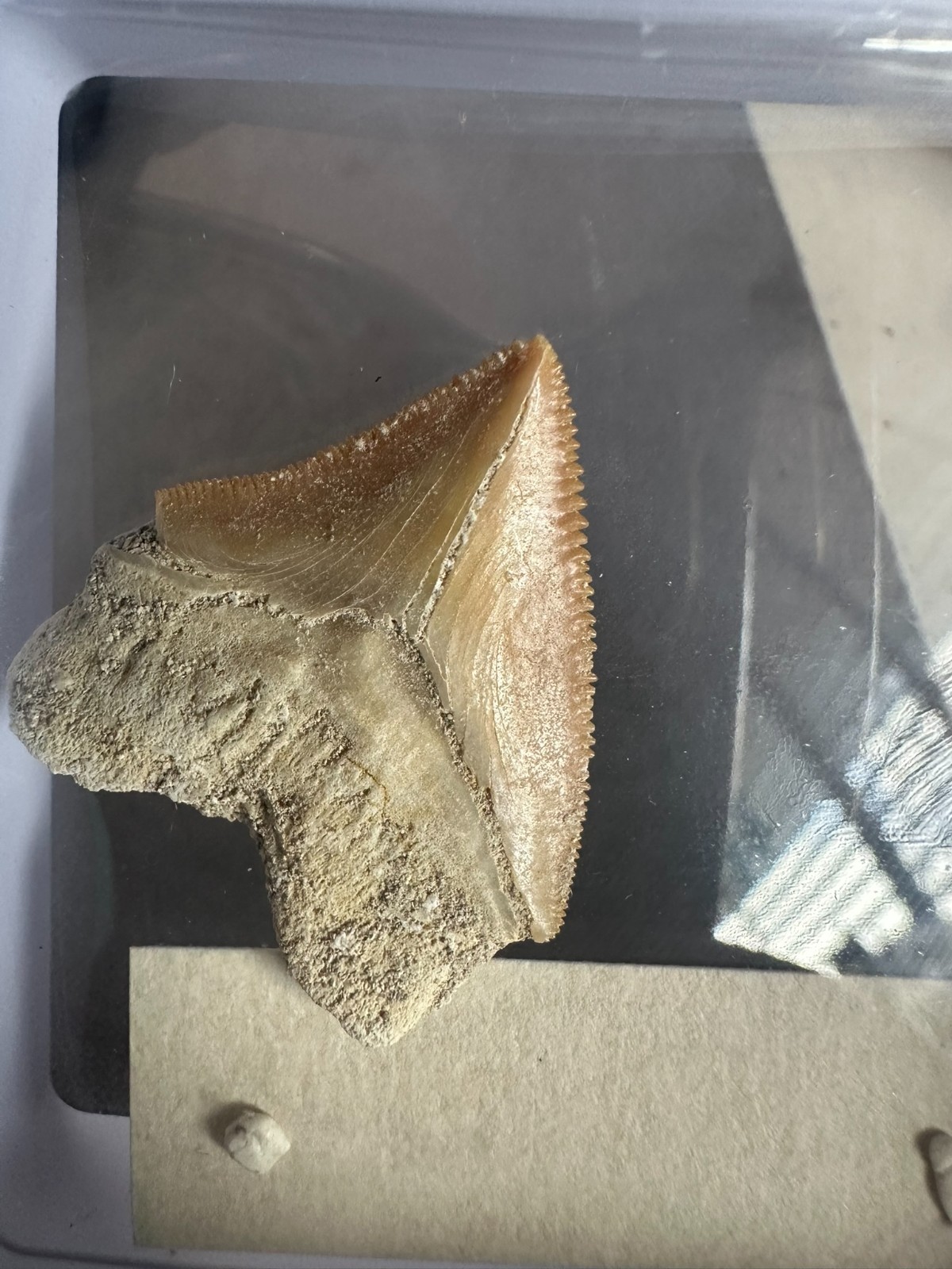 Squalicorax “Crow Shark Tooth” 70 MYO, Morroco ~ Display 7cm (A white)