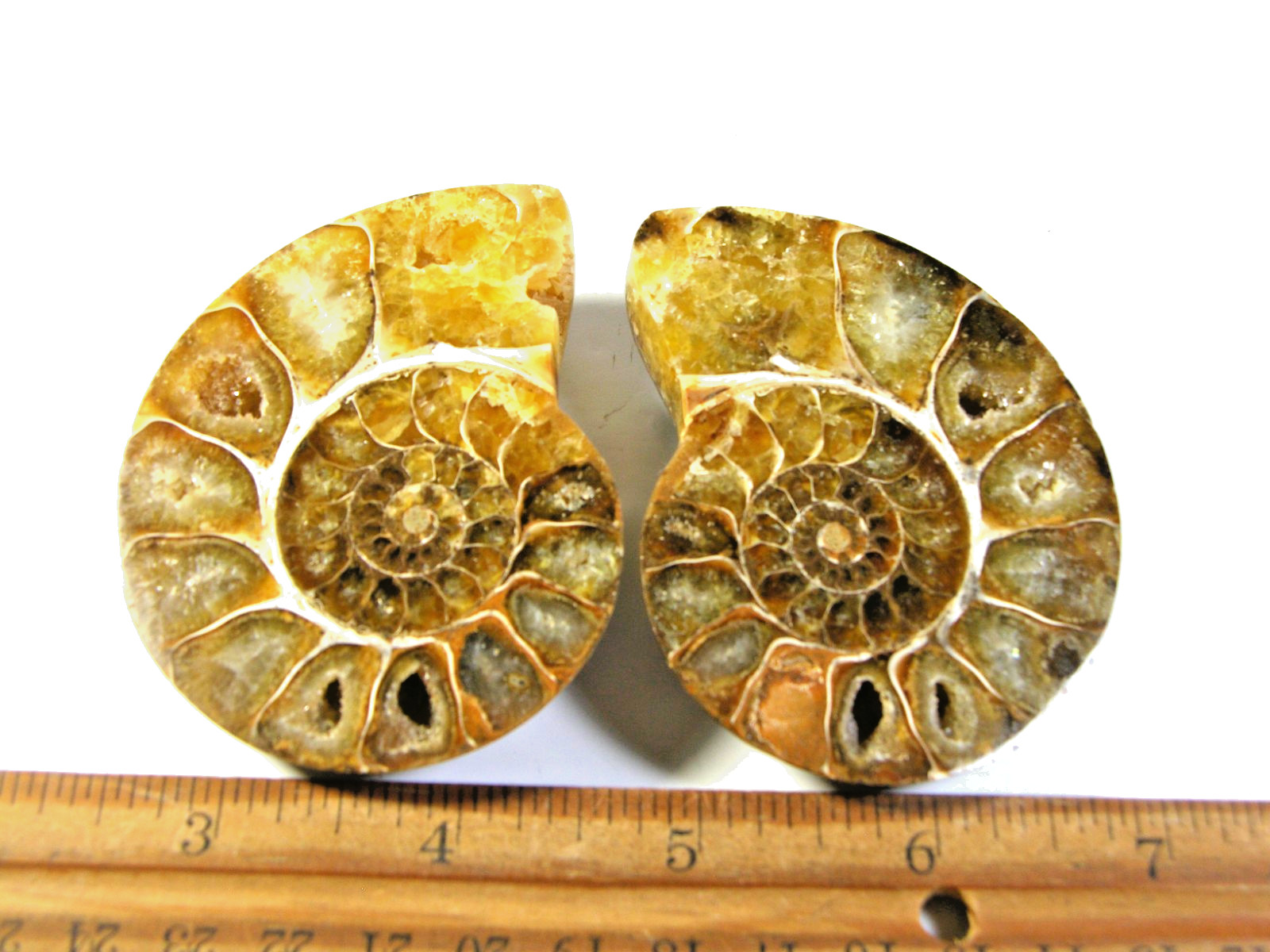 Ammonite fossil polished 3×2″ + showing suture lines Madagascar ms72