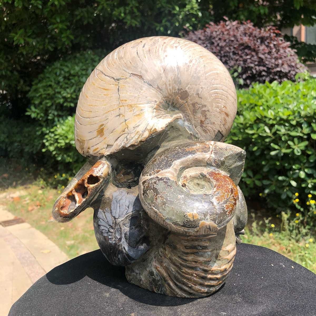 17.11LB Natural Beautiful Ammonite Fossil Conch Crystal Specimen Healing 5118