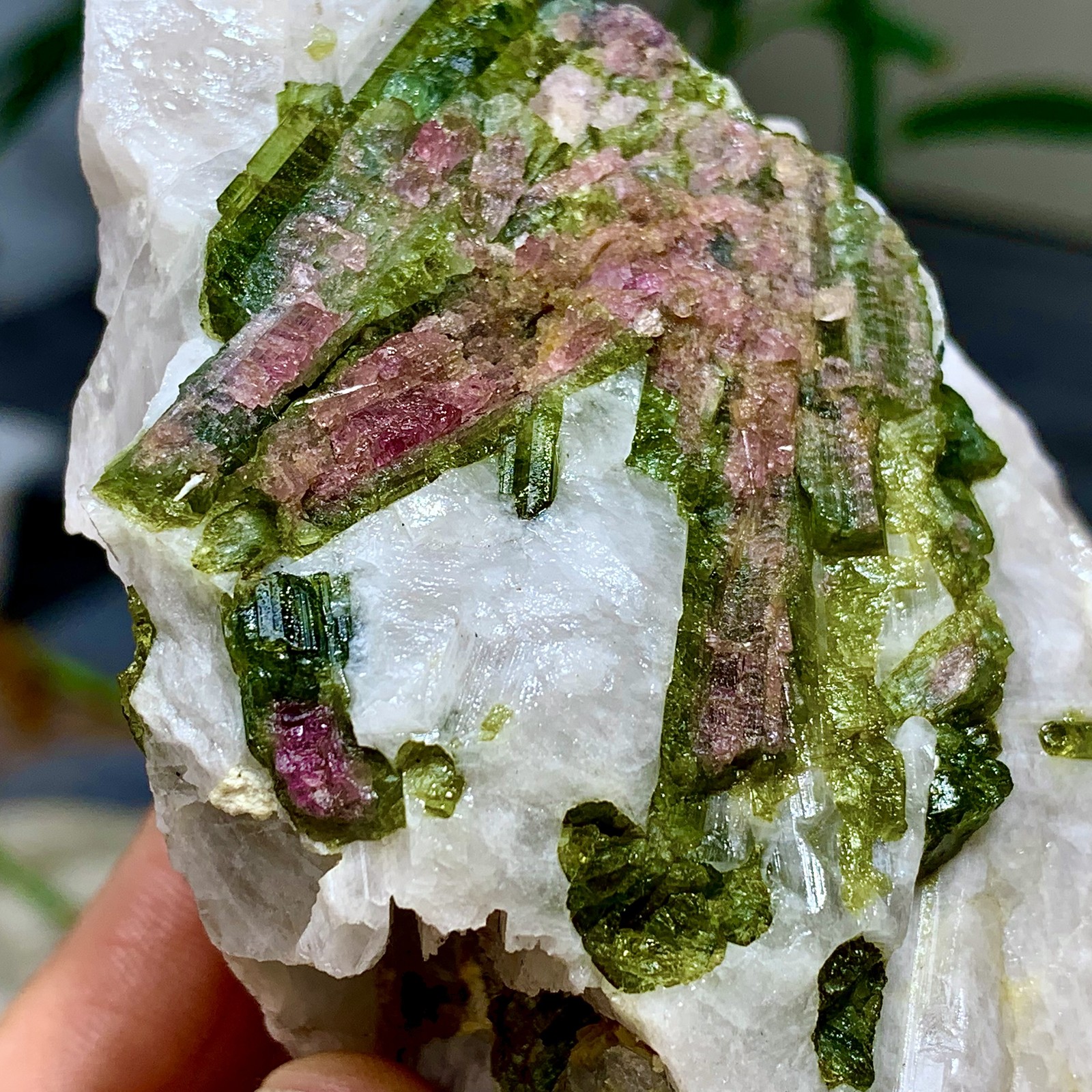 414G Natural Two tone watermelon tourmaline crystal cluster mineral specimen