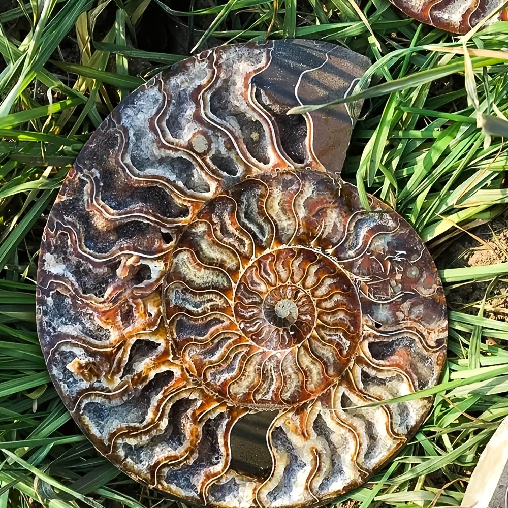 Rare Ammonite Spiral Fossil Shell Conch Mineral Specimen Healing Decor Gift
