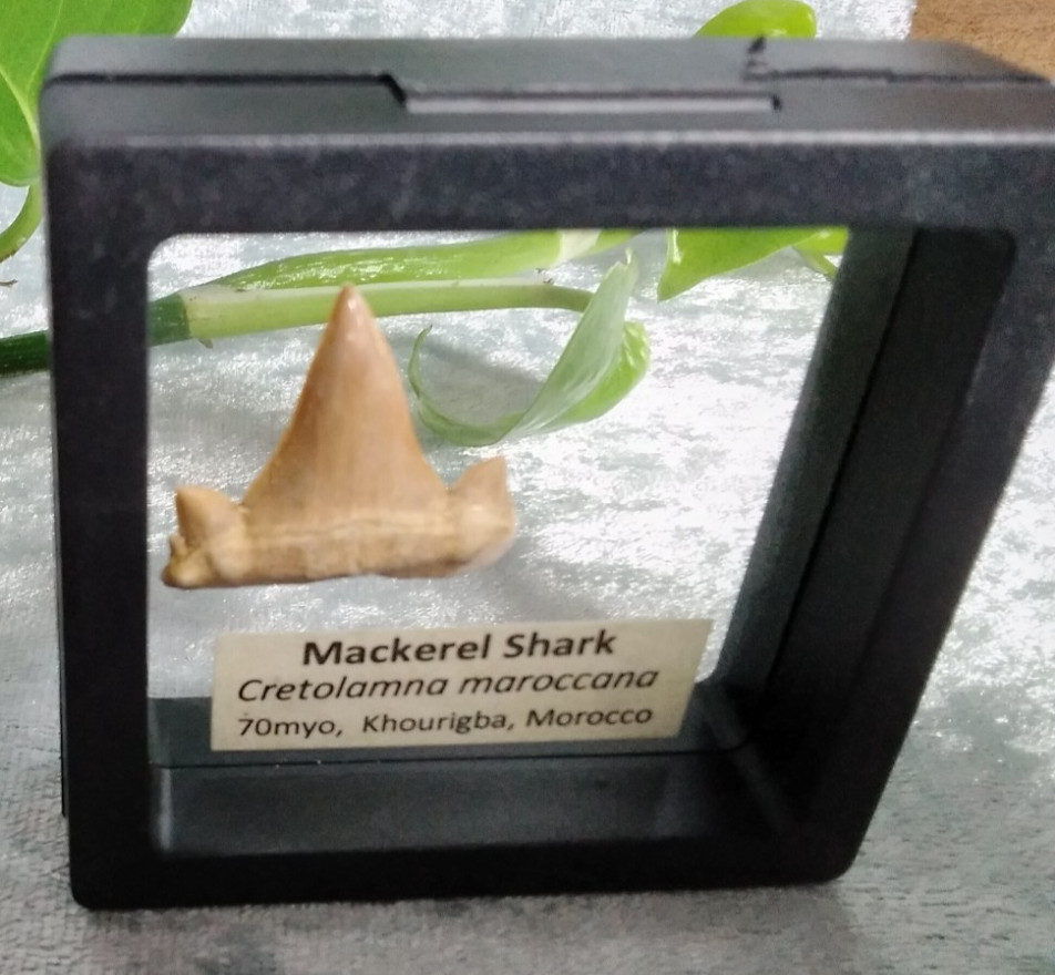 Mackerel Shark Tooth ~ Cretolamna Maroccana, 70 MYO, Morroco ~ Display Blk (B)