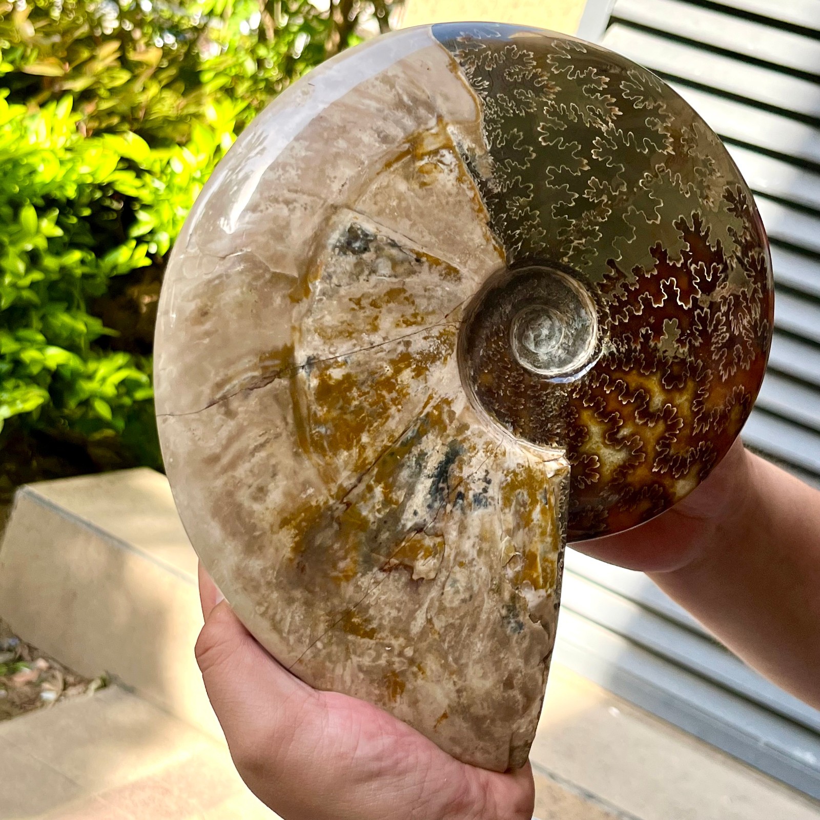 Polished Madagascar Ammonite Fossil Natural Gemstone Spiral Shell Decor 6.3 lb