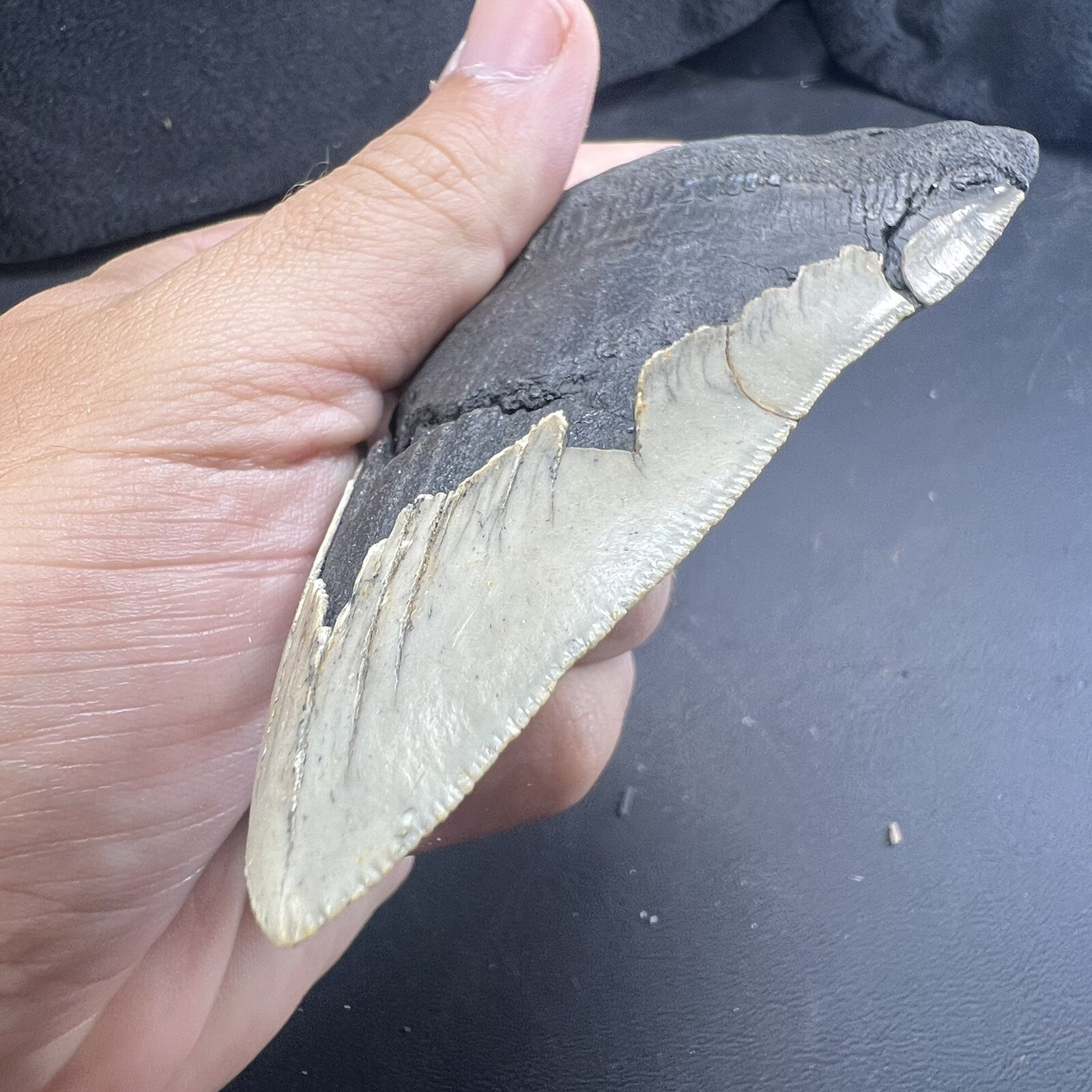 Megalodon Shark Tooth Fossil  North Carolina Coast Megaladon Megladon Meglodon