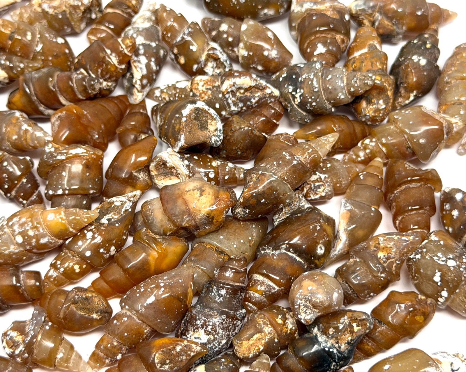 Agatized Shell Fossils From Morocco – Natural Fossilized Shell Specimens