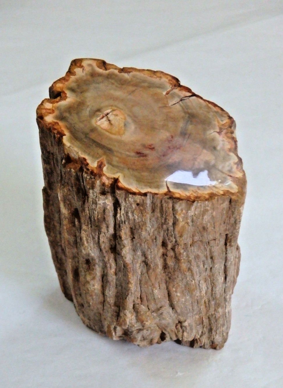 Crystal Petrified Wood Polished Top & Bottom 148.1gram