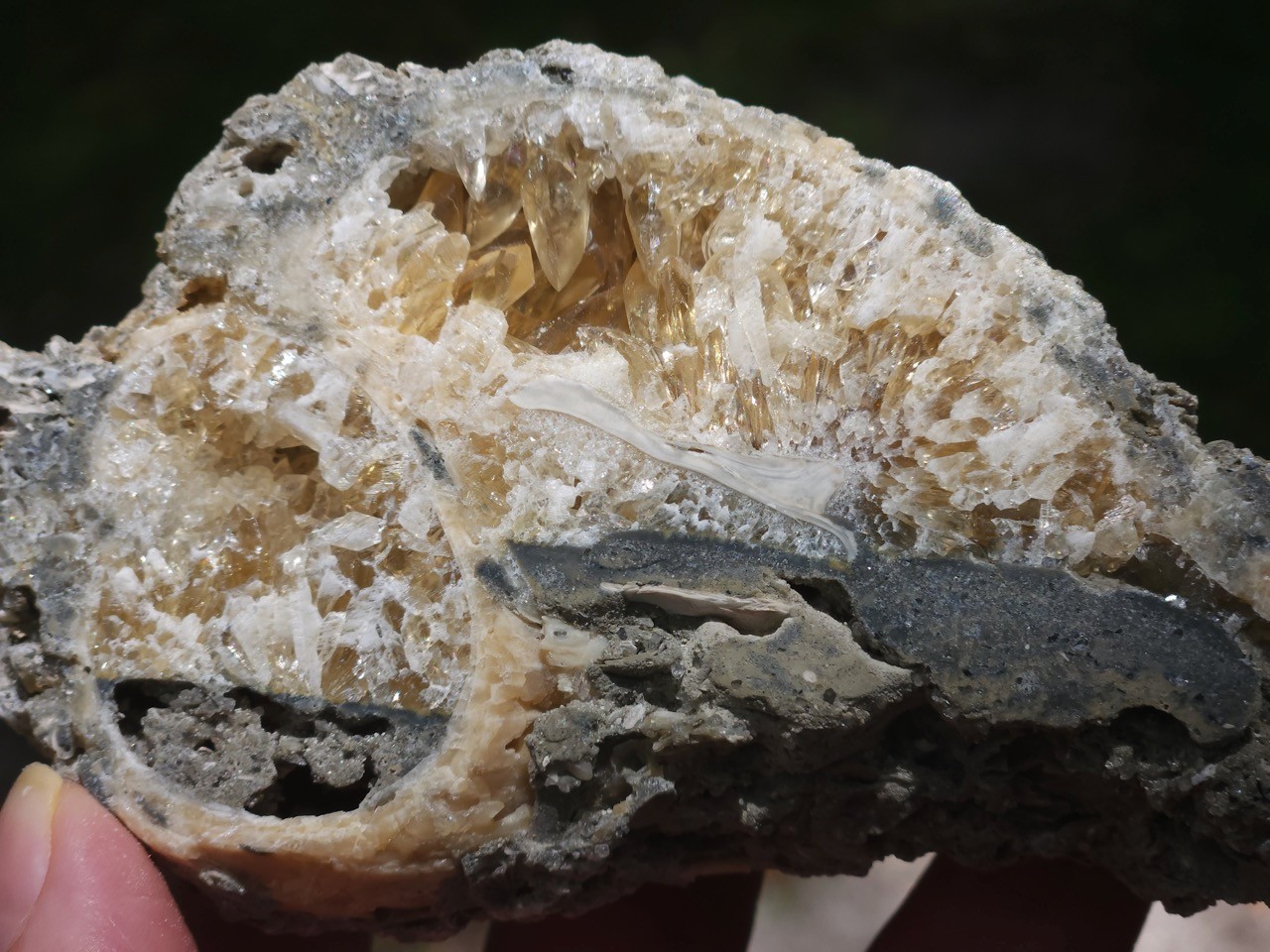 Calcite CRYSTAL WHELK Shell Fossil Rucks Pit Florida CUT POLISHED dogtooth UV