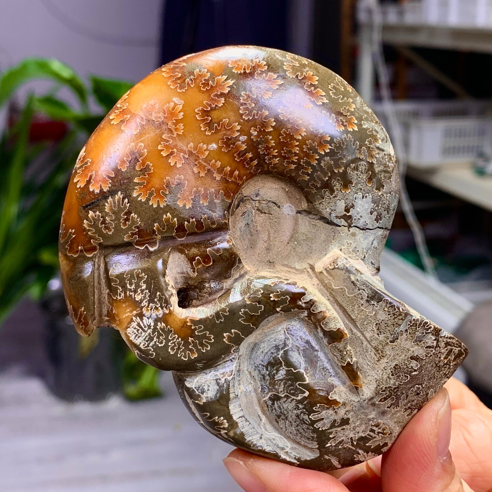 180G Rare! Natural tentacle ammonite fossil shell healing Madagascar