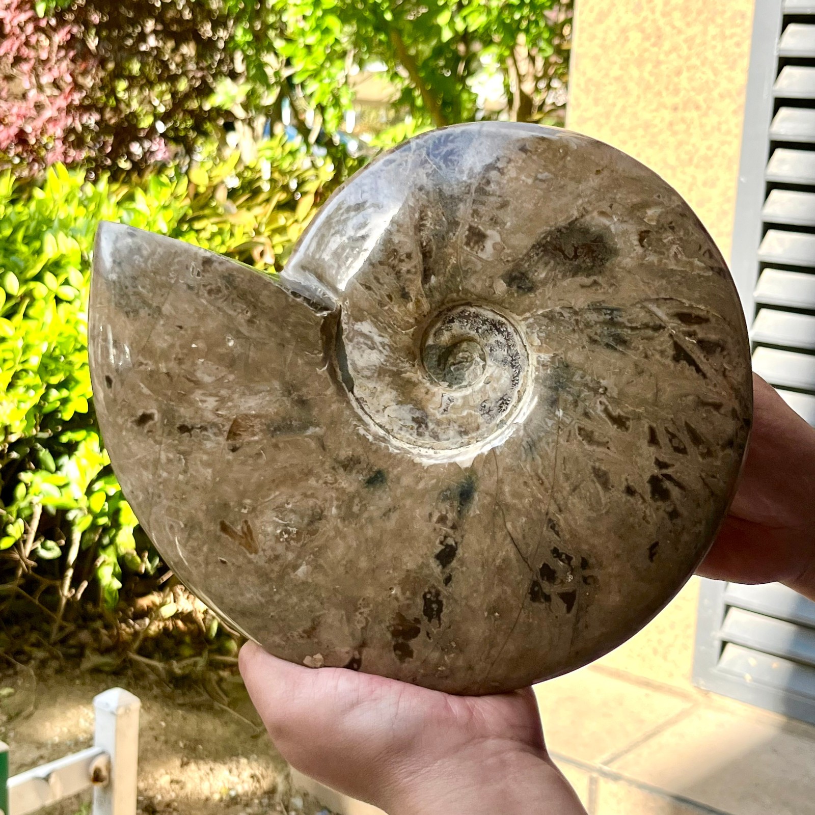 Polished Ammonite Fossil Spiral Shell Chrysanthemum Pattern Mineral 7.5 lb