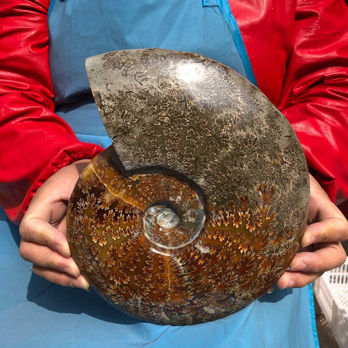 4.81 LB Natural Ammonite Fossil Polished Specimen Reiki Healing Collectible 3722